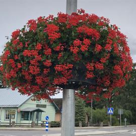 Jiflor ampel Väike-Maarjas