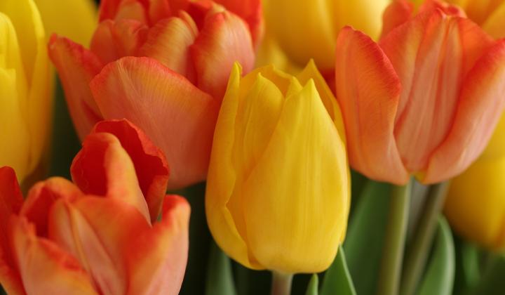 Marjon Besteman tulips Pixabay